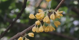 人閑桂花落，天涼景物清